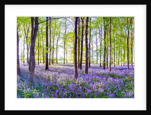 Bluebells by Assaf Frank